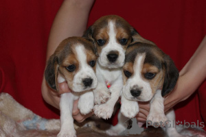 Photo №1. beagle - for sale in the city of Aleksandria pierwsza | 590$ | Announcement № 151418