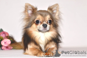 Photo №1. Mating service - breed: chihuahua. Price - negotiated