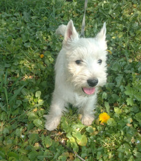 Photo №2 to announcement № 6330 for the sale of west highland white terrier - buy in Ukraine from nursery