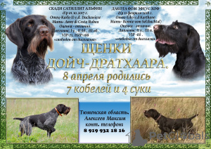 Photo №4. I will sell german wirehaired pointer in the city of Tyumen. private announcement - price - 408$