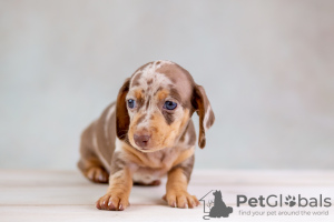 Photo №1. dachshund - for sale in the city of Minsk | 1768$ | Announcement № 31791