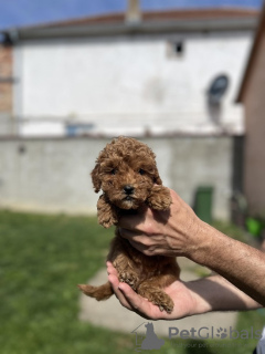 Photo №3. Little red poodle. Serbia