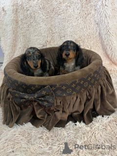 Photo №3. Long-haired, merle-colored miniature dachshunds. Serbia