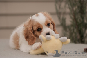 Photo №2 to announcement № 110071 for the sale of cavalier king charles spaniel - buy in United States 