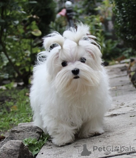 Photo №1. maltese dog - for sale in the city of Kiev | 700$ | Announcement № 151863