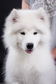 Additional photos: Samoyed. Smart boy