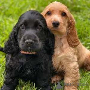 Photo №3. Preciosos cachorros Cocker Spaniel Americano en venta. Spain