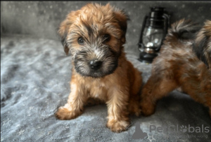 Photo №3. Selling beautiful puppies. Germany