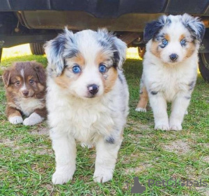 Photo №1. australian shepherd - for sale in the city of Oldham | 634$ | Announcement № 75572