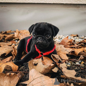 Photo №4. I will sell pug in the city of New York. breeder - price - 750$