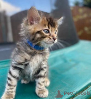Photo №2 to announcement № 176770 for the sale of bengal cat - buy in Germany private announcement