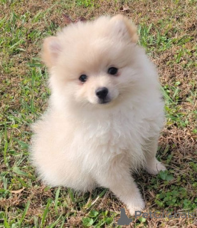 Photo №1. pomeranian - for sale in the city of Berlin | negotiated | Announcement № 167199