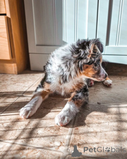 Photo №2 to announcement № 169154 for the sale of australian shepherd - buy in Finland private announcement