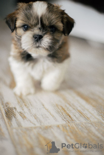 Photo №1. shih tzu - for sale in the city of Dnipro | negotiated | Announcement № 9747