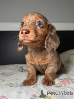 Photo №1. dachshund - for sale in the city of Bremen | Is free | Announcement № 150842