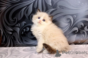 Photo №3. British longhair. United States