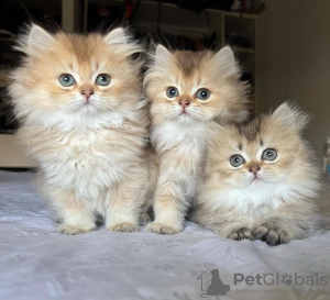 Photo №2 to announcement № 104322 for the sale of persian cat - buy in United States private announcement