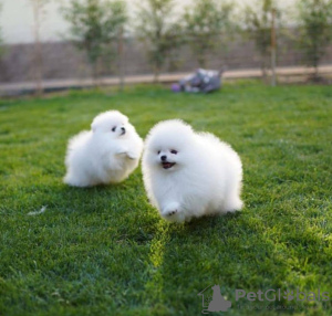 Photo №3. Magnificent miniature puppies of Pomeranian spitz. Netherlands