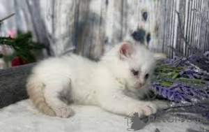 Photo №4. I will sell siberian cat in the city of Marseilles. private announcement, breeder - price - 516$
