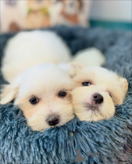 Photo №2 to announcement № 164005 for the sale of maltese dog - buy in Finland private announcement, from the shelter