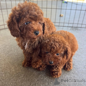 Photo №3. Toy Poodle pups. Netherlands