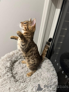 Photo №2 to announcement № 152761 for the sale of bengal cat - buy in Switzerland private announcement