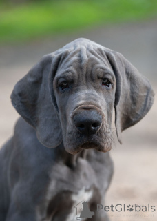 Photo №2 to announcement № 154628 for the sale of great dane - buy in Poland breeder