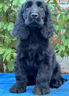 Photo №1. english cocker spaniel - for sale in the city of Ada | Is free | Announcement № 113038