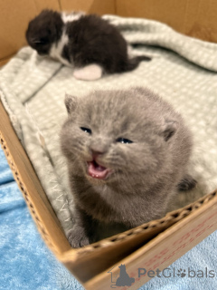 Photo №4. I will sell british shorthair in the city of Karlsruhe. breeder - price - 207$