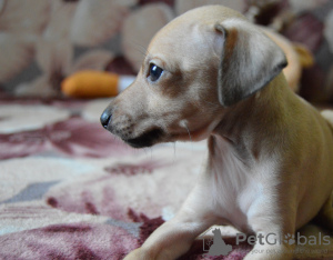 Photo №3. Italian greyhound puppy. Russian Federation