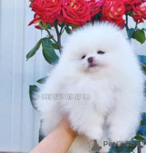 Photo №4. I will sell pomeranian in the city of Tbilisi. private announcement, from nursery, breeder - price - negotiated