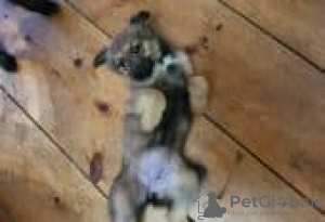 Photo №3. Belgian Malinois/Border Collie Puppies for sale. Germany