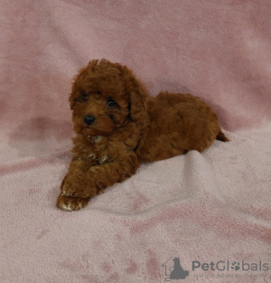 Photo №2 to announcement № 44916 for the sale of poodle (toy) - buy in Germany breeder