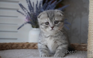 Photo №1. munchkin - for sale in the city of Bonndorf | 361$ | Announcement № 178045