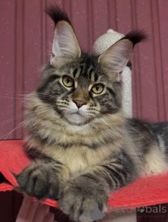 Photo №4. I will sell maine coon in the city of Dalsbruk. private announcement - price - negotiated