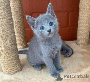 Photo №1. russian blue - for sale in the city of Heidenheim | 361$ | Announcement № 177537