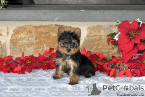 Photo №3. Yorkshire Terriers for sale. Germany