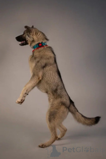 Photo №4. I will sell non-pedigree dogs in the city of St. Petersburg. private announcement - price - Is free