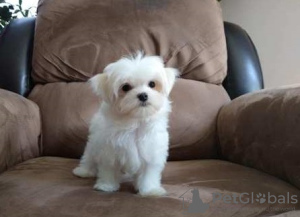 Photo №1. maltese dog - for sale in the city of Болонья | 371$ | Announcement № 107582