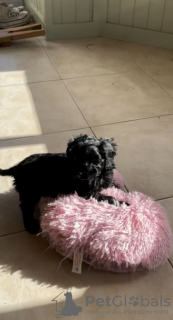 Photo №3. Lovely black Cockapoo puppies. Puerto Rico