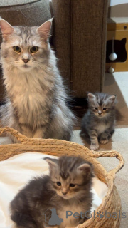 Photo №1. maine coon - for sale in the city of Cremlingen | Is free | Announcement № 145312