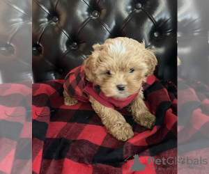 Photo №1. shih tzu - for sale in the city of Perth | negotiated | Announcement № 92609