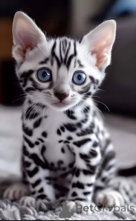 Photo №2 to announcement № 145455 for the sale of bengal cat - buy in Netherlands private announcement, from nursery, breeder