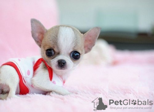Additional photos: Wunderschöne Chihuahua-Welpen stehen zur Adoption zur Verfügung