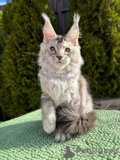 Photo №1. maine coon - for sale in the city of Noordwijk | Is free | Announcement № 100096