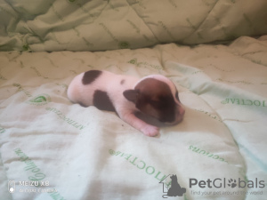 Photo №1. jack russell terrier - for sale in the city of Nizhny Novgorod | 110$ | Announcement № 28123