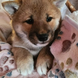 Photo №4. I will sell shiba inu in the city of Rzeszów. breeder - price - 909$