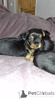 Photo №2 to announcement № 139534 for the sale of beaver yorkshire terrier, yorkshire terrier - buy in Latvia private announcement, from nursery, breeder