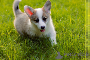 Additional photos: I offer for sale super gorgeous welsh corgi babies) there are 2 girls and 1 boy.