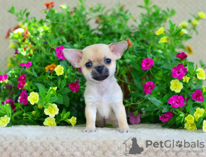 Photo №2 to announcement № 7432 for the sale of chihuahua - buy in Russian Federation from nursery, breeder